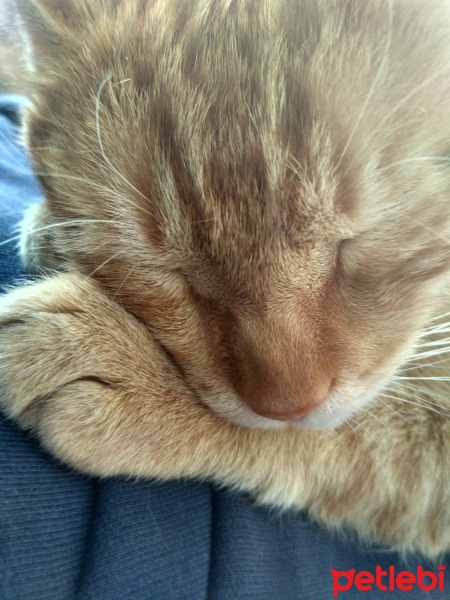 Tekir Kedi, Kedi  Havuç fotoğrafı