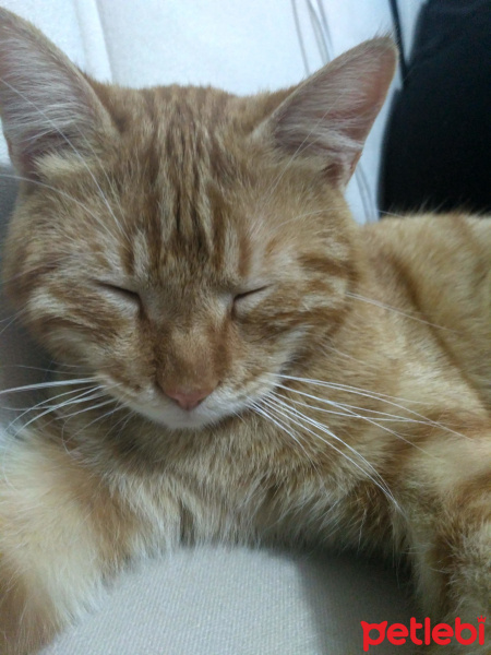 Tekir Kedi, Kedi  Havuç fotoğrafı