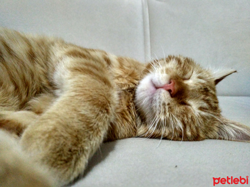 Tekir Kedi, Kedi  Havuç fotoğrafı