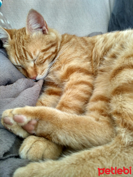 Tekir Kedi, Kedi  Havuç fotoğrafı