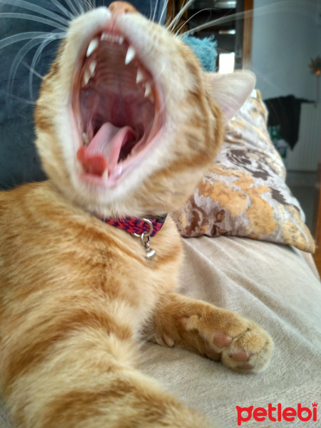 Tekir Kedi, Kedi  Havuç fotoğrafı