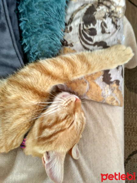 Tekir Kedi, Kedi  Havuç fotoğrafı