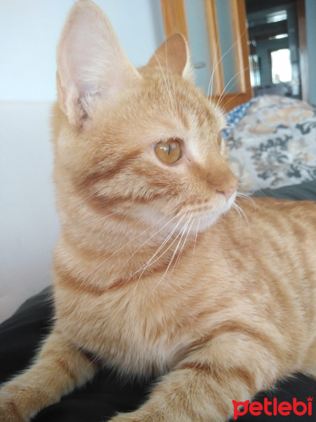 Tekir Kedi, Kedi  Havuç fotoğrafı