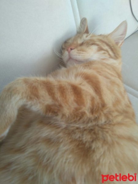 Tekir Kedi, Kedi  Havuç fotoğrafı