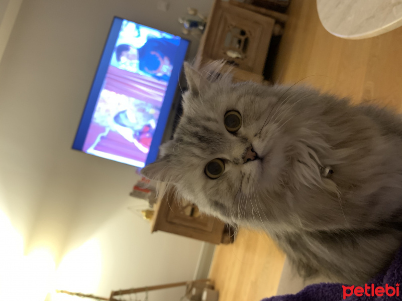Sibirya Kedisi, Kedi  Luna fotoğrafı