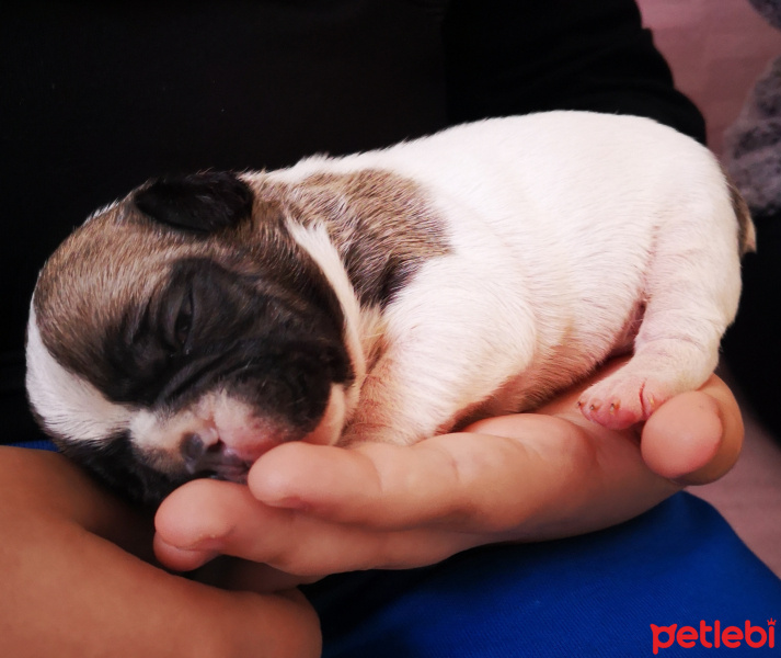 Fransız Bulldog, Köpek  ARES fotoğrafı