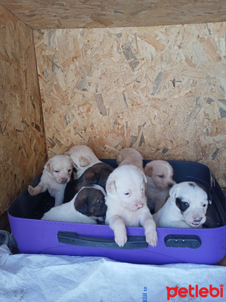 İngiliz Setter, Köpek  Yedi kardeşler haftanın 7 günü isimleri fotoğrafı