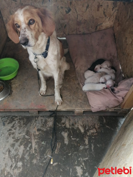 İngiliz Setter, Köpek  Yedi kardeşler haftanın 7 günü isimleri fotoğrafı
