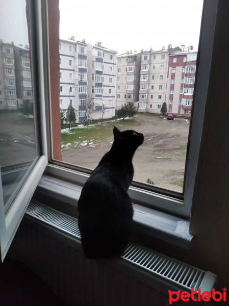 Tekir Kedi, Kedi  Luna fotoğrafı