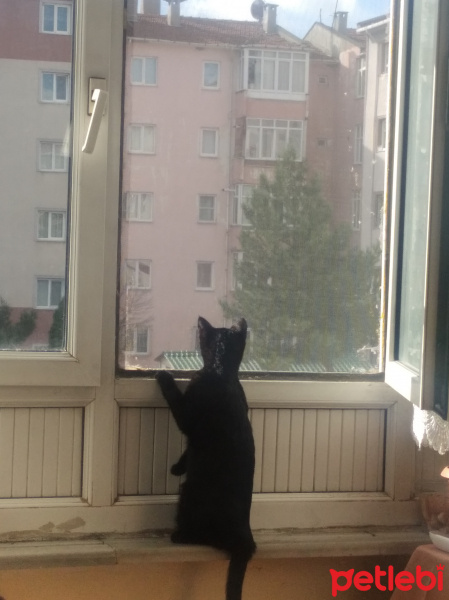 Tekir Kedi, Kedi  Luna fotoğrafı