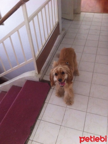 Amerikan Cocker Spaniel, Köpek  Cookie fotoğrafı