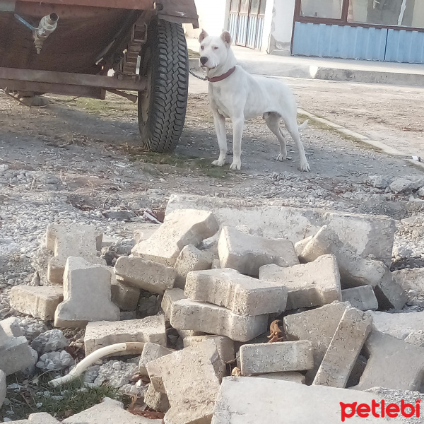 Dogo Arjantin, Köpek  Cesi fotoğrafı
