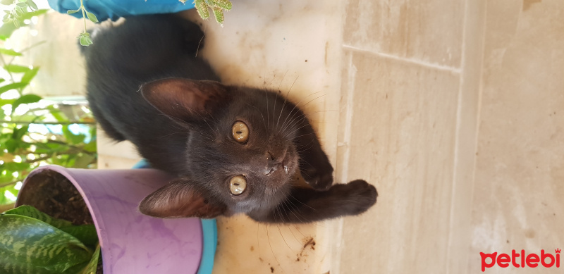 Bombay, Kedi  Paytak fotoğrafı