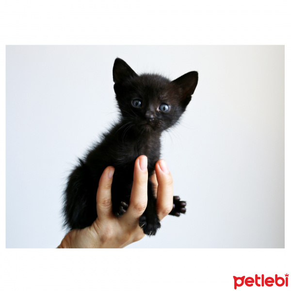 Bombay, Kedi  Paytak fotoğrafı