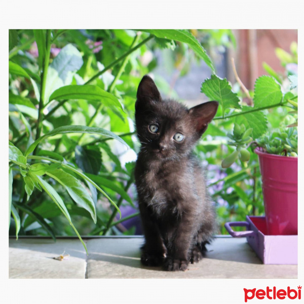 Bombay, Kedi  Paytak fotoğrafı