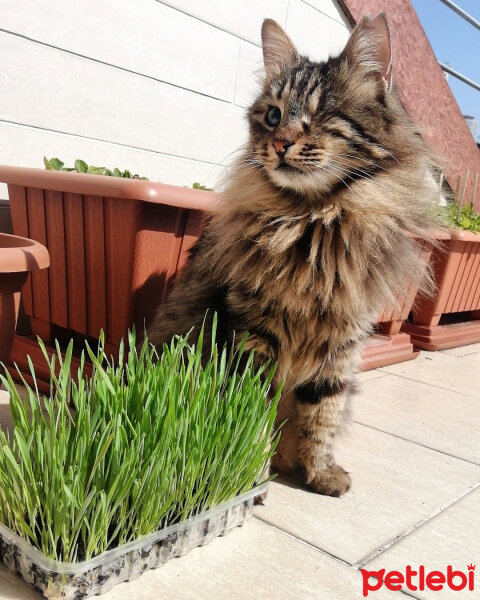 Norwegian Forest, Kedi  Maya fotoğrafı