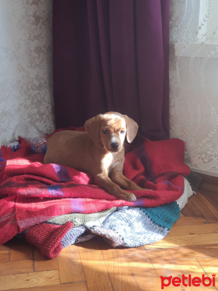 Beagle, Köpek  Rocky fotoğrafı