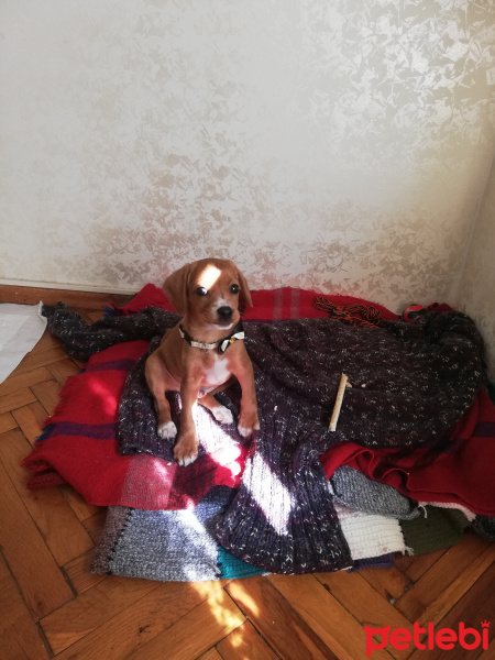 Beagle, Köpek  Rocky fotoğrafı