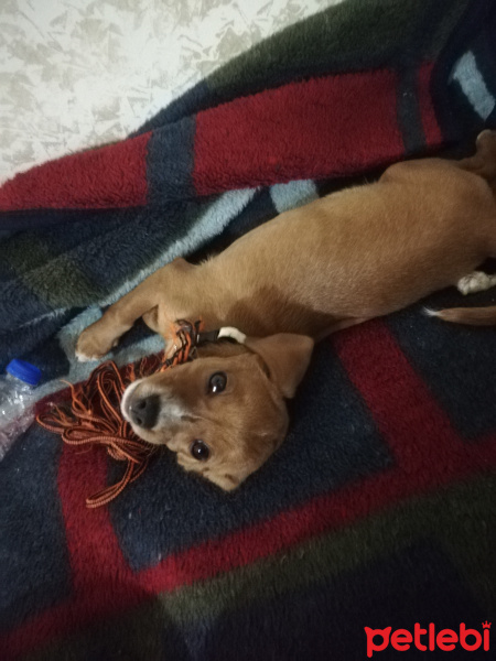 Beagle, Köpek  Rocky fotoğrafı