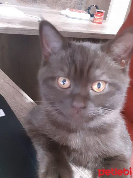 British Shorthair, Kedi  BADEM fotoğrafı