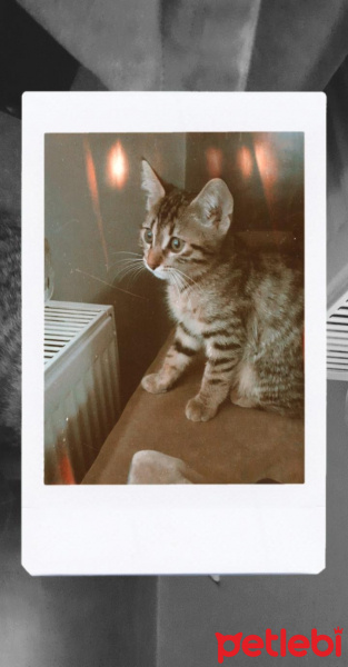 Tekir Kedi, Kedi  Milka fotoğrafı