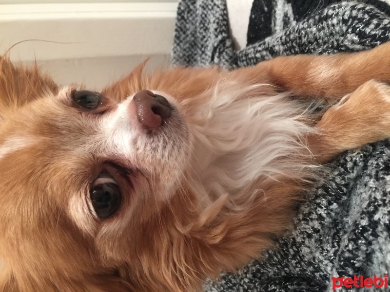 Chihuahua, Köpek  Romeo fotoğrafı