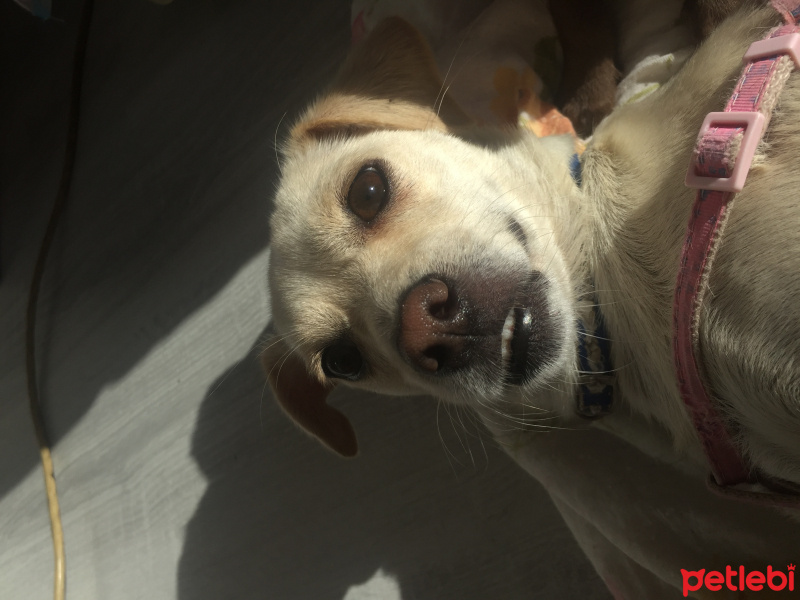 Chihuahua, Köpek  Minik fotoğrafı