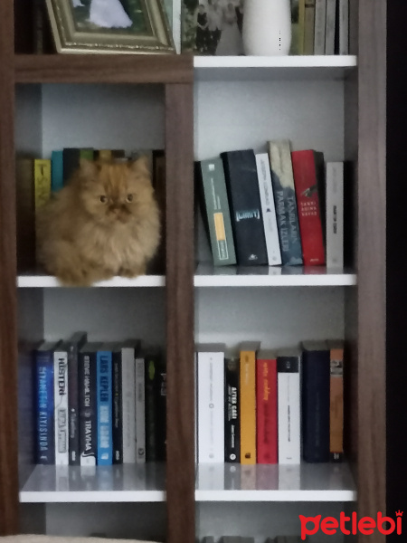 Chinchilla, Kedi  LUCY fotoğrafı