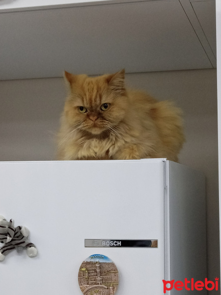 Chinchilla, Kedi  LUCY fotoğrafı