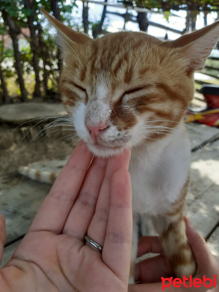 Tekir Kedi, Kedi  Gizli fotoğrafı