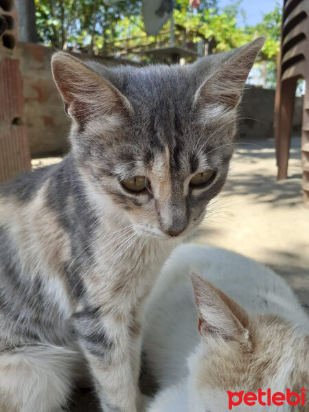 Tekir Kedi, Kedi  Gizli fotoğrafı