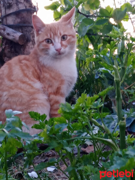 Tekir Kedi, Kedi  Gizli fotoğrafı