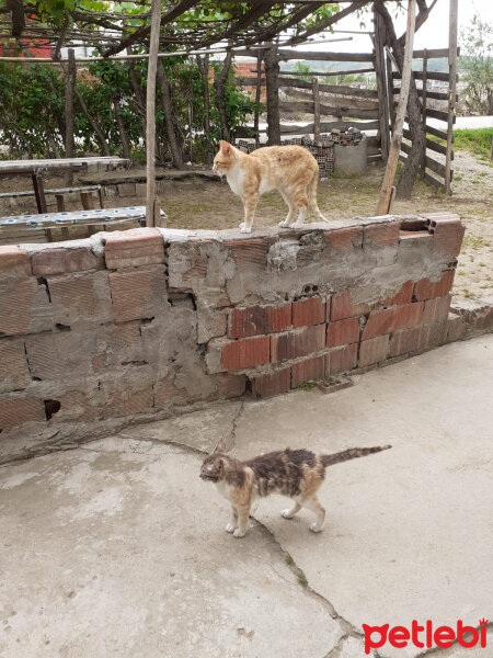 Tekir Kedi, Kedi  Gizli fotoğrafı