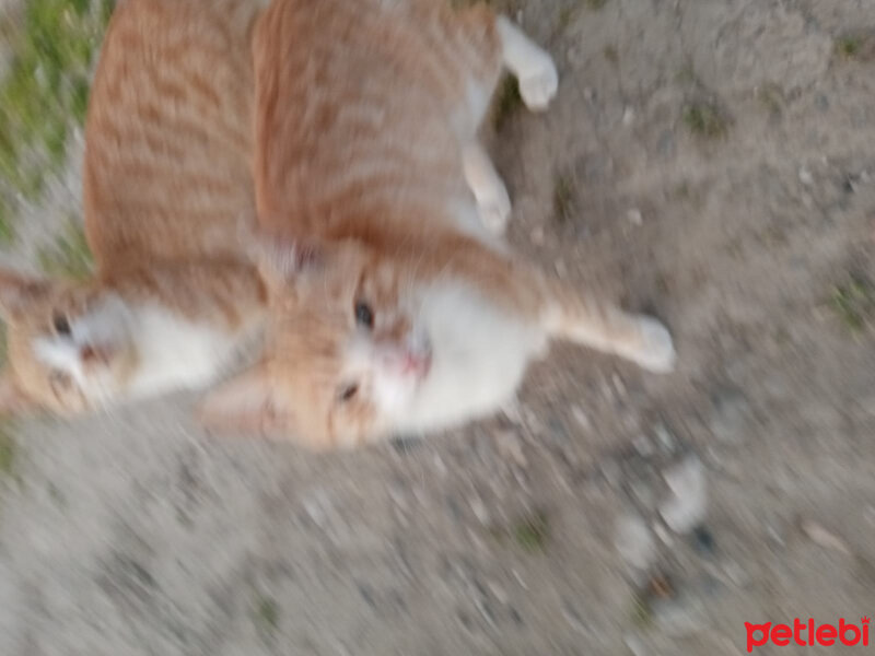 Tekir Kedi, Kedi  Gizli fotoğrafı