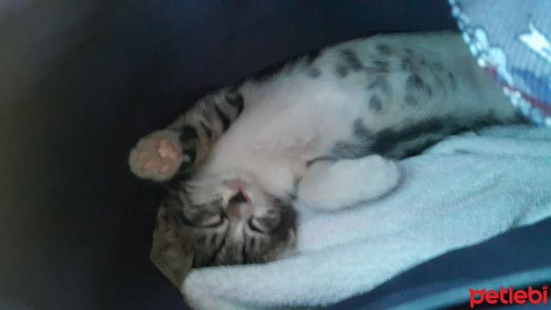 Tekir Kedi, Kedi  Boyoz fotoğrafı