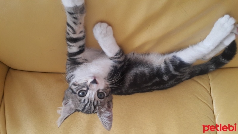 Tekir Kedi, Kedi  Boyoz fotoğrafı