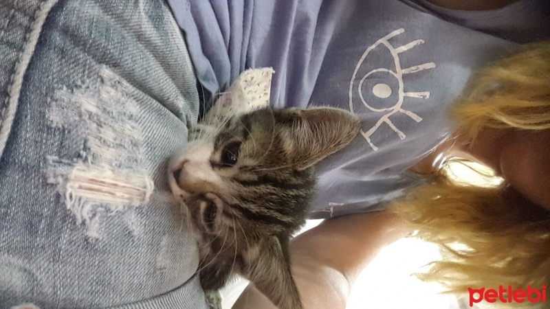 Tekir Kedi, Kedi  Boyoz fotoğrafı