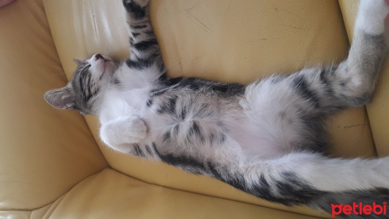 Tekir Kedi, Kedi  Boyoz fotoğrafı