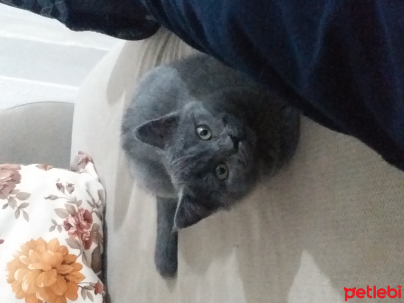 British Shorthair, Kedi  Prenses fotoğrafı