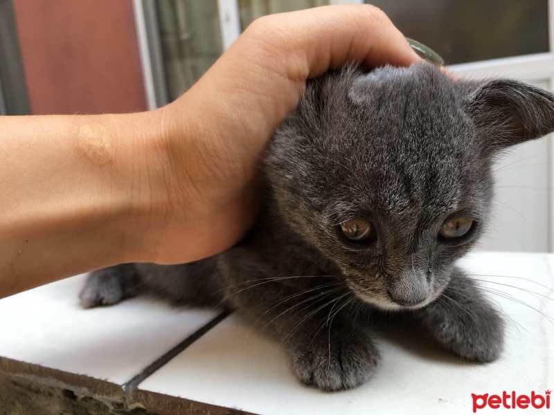 Bengal, Kedi  Oscar fotoğrafı