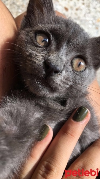 Bengal, Kedi  Oscar fotoğrafı