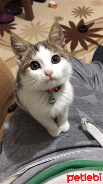 Tekir Kedi, Kedi  Hambalis fotoğrafı