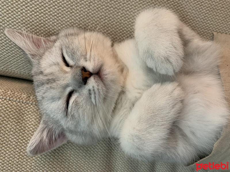 British Shorthair, Kedi  ijo fotoğrafı