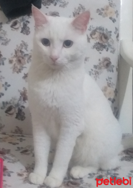 Ankara Kedisi, Kedi  Lumi fotoğrafı