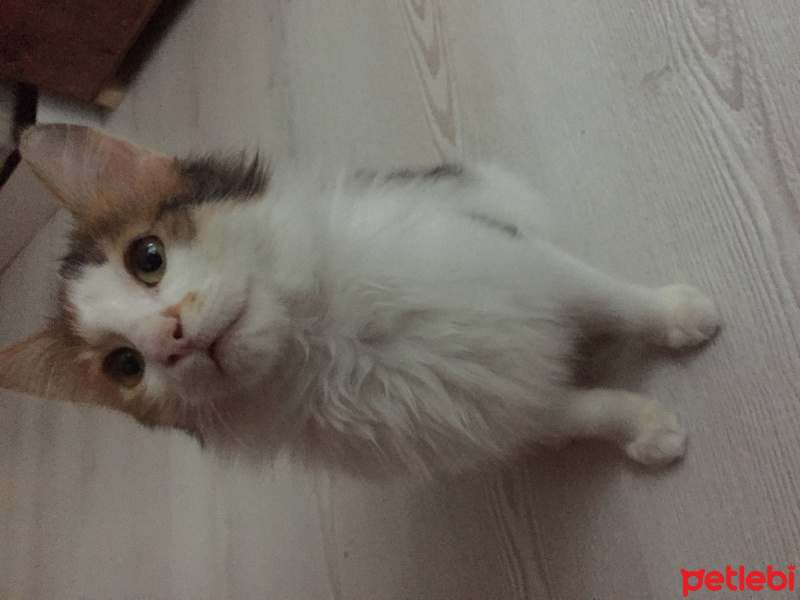 Norwegian Forest, Kedi  Hera fotoğrafı