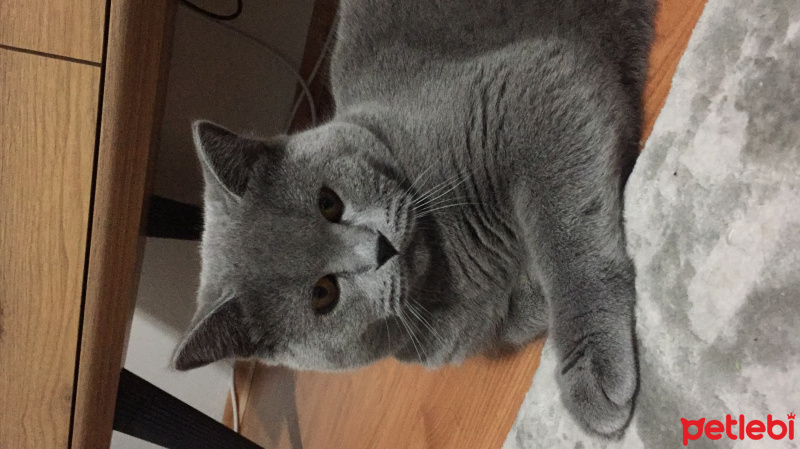British Shorthair, Kedi  Narkoz fotoğrafı