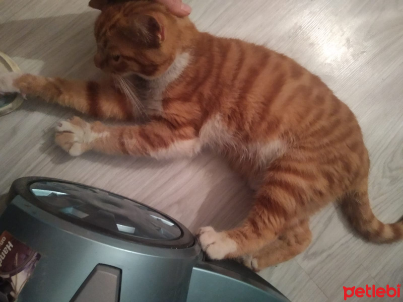 Sarman, Kedi  İye fotoğrafı