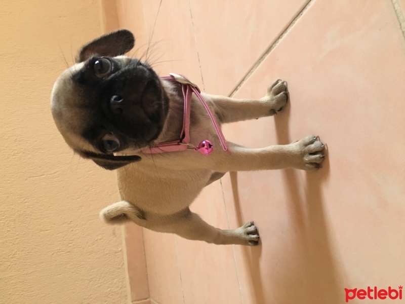 Pug, Köpek  Mia  fotoğrafı