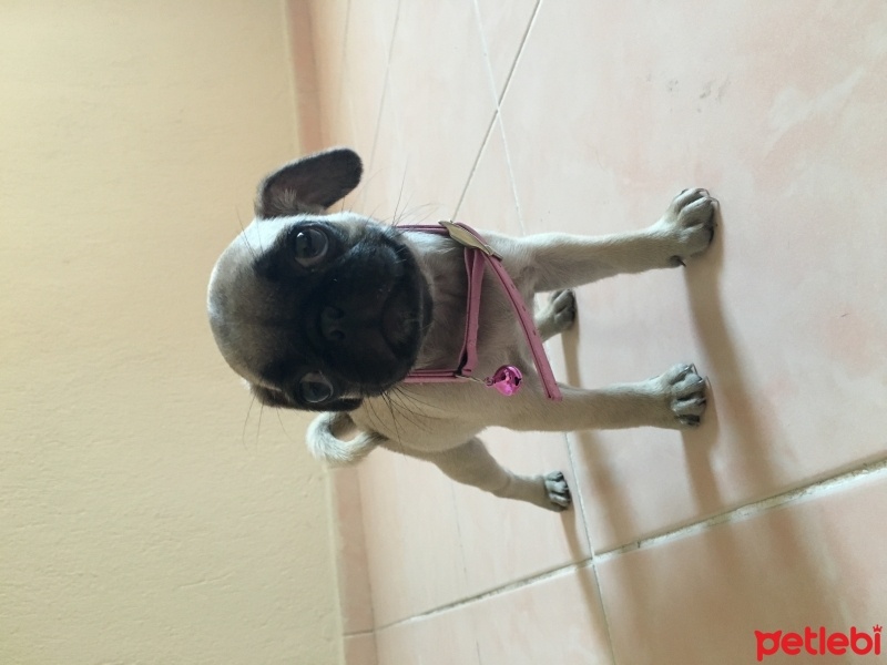 Pug, Köpek  Mia  fotoğrafı