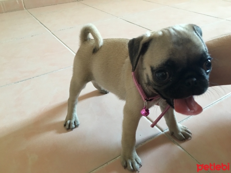 Pug, Köpek  Mia  fotoğrafı